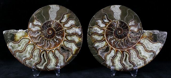 Cut/Polished Ammonite Pair - Agatized #20848